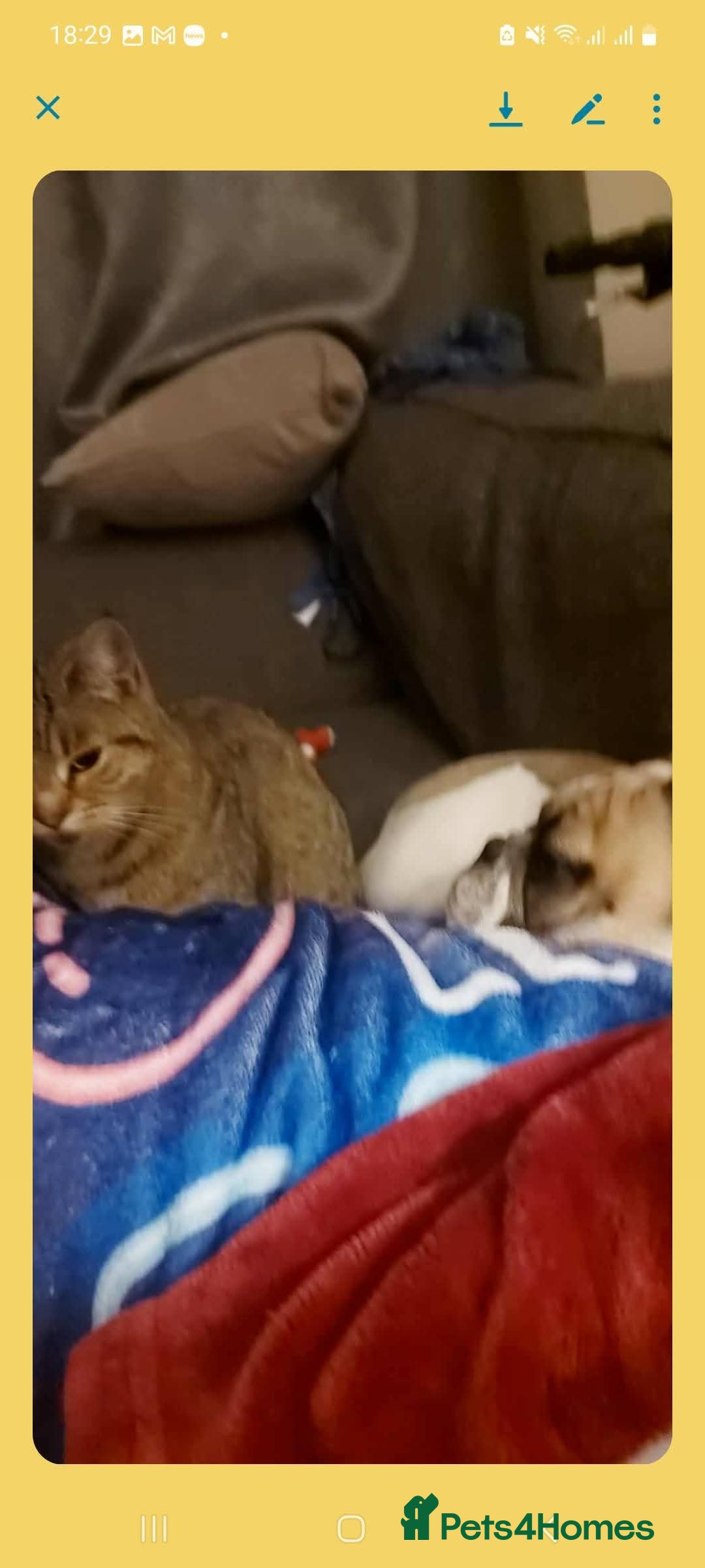 French Bulldog dogs for sale: 8 month old male Frenchie  - Advert 3