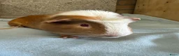 Guinea Pig rodents for sale:  Male guinea pigs for sale  - Advert 13