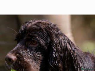Cocker Spaniel dogs Fully Health Tested Working Cocker in Maidstone - Advert 11