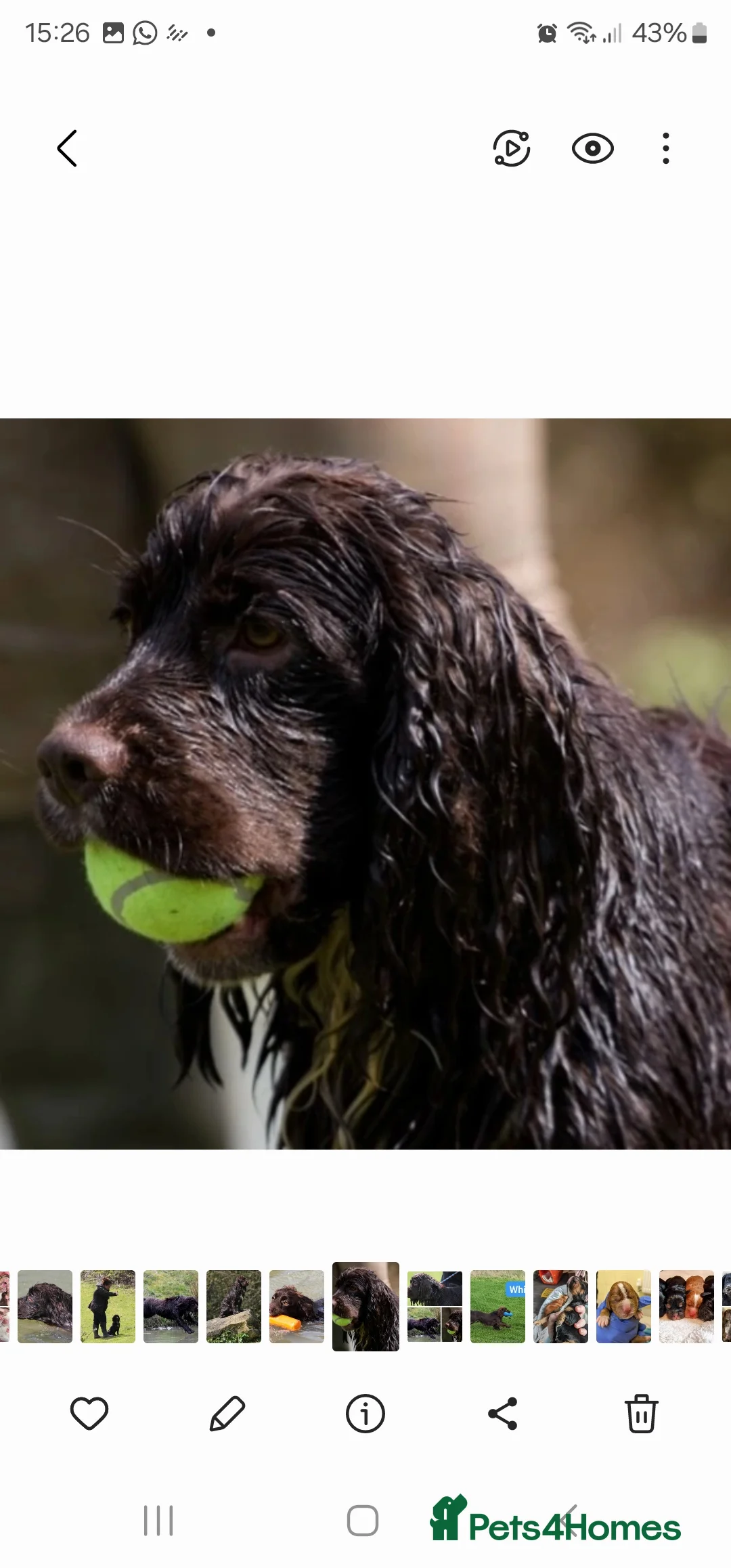 Cocker Spaniel dogs for stud: Fully Health Tested Working Cocker  in Maidstone - Advert 1