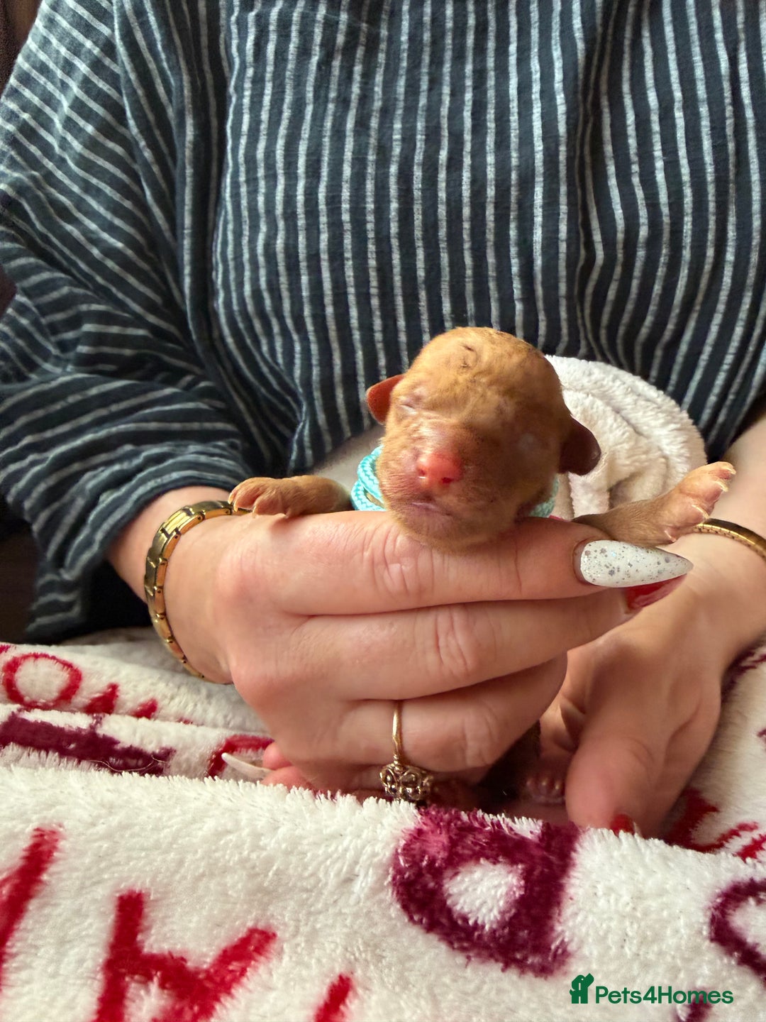 Toy Poodle dogs for sale: Adorable Tiny Toy Poodles - Advert 10