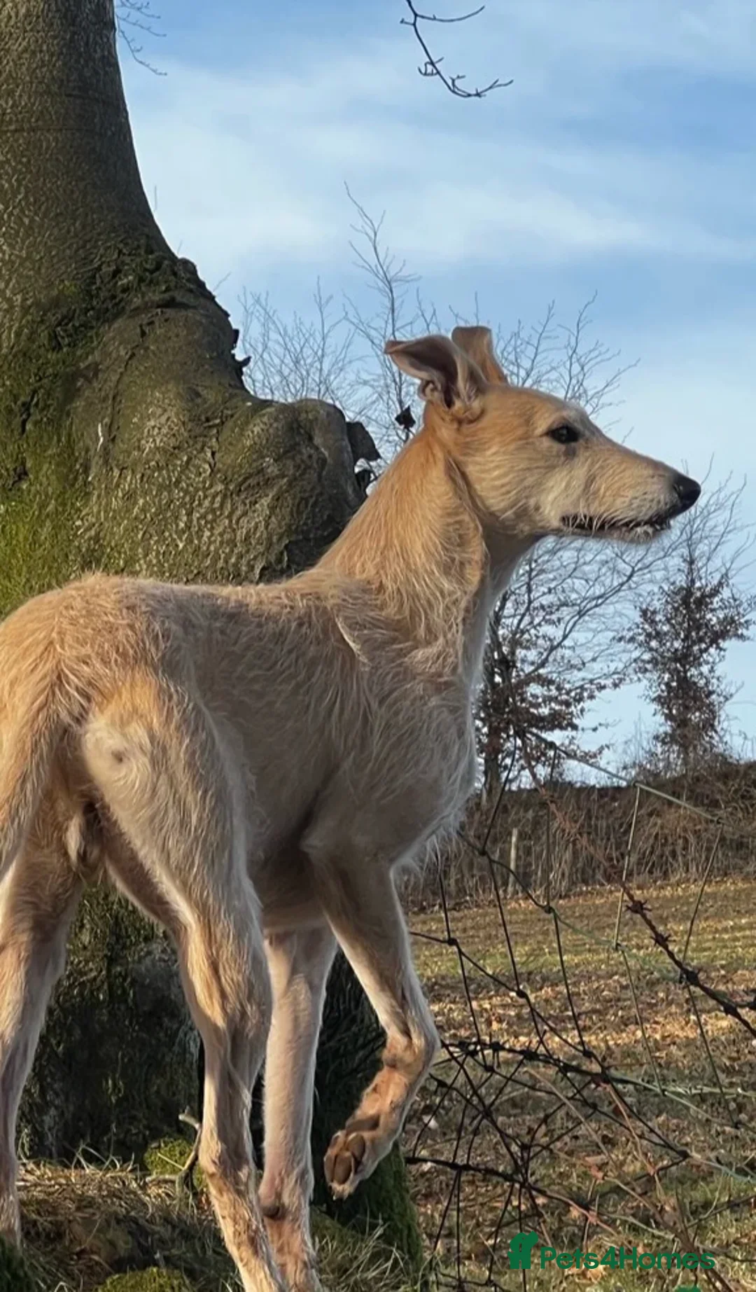Lurcher dogs for sale: 6 Stunning Lurcher Pups Available 23rd March - Advert 12