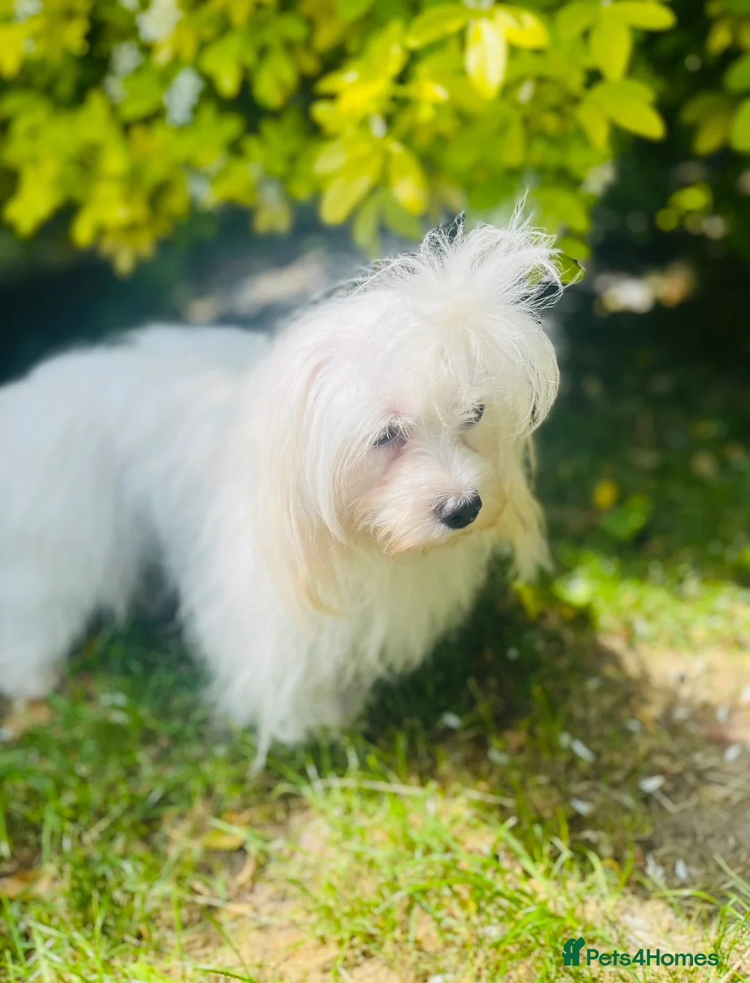 Maltipoo dogs for sale: Adorable Toy F1 DNA Tested Parents  - Advert 20