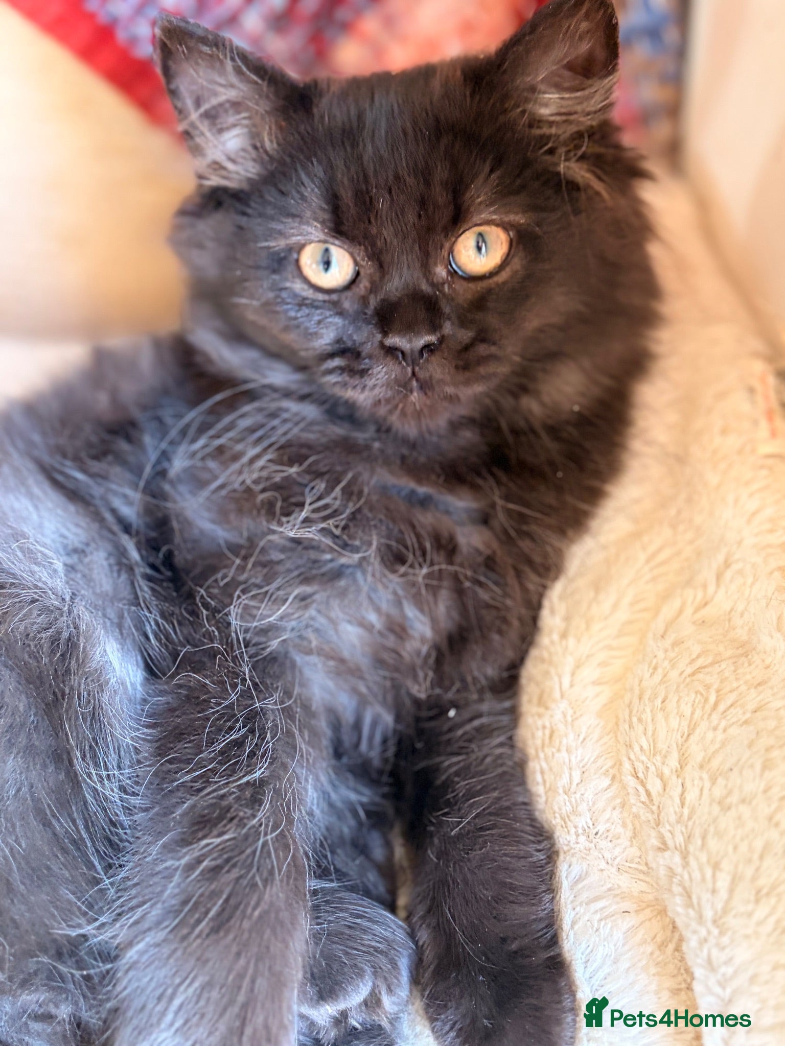 British Longhair cats Gorgeous British Long Hair X Ragdoll kittens  - Advert 1