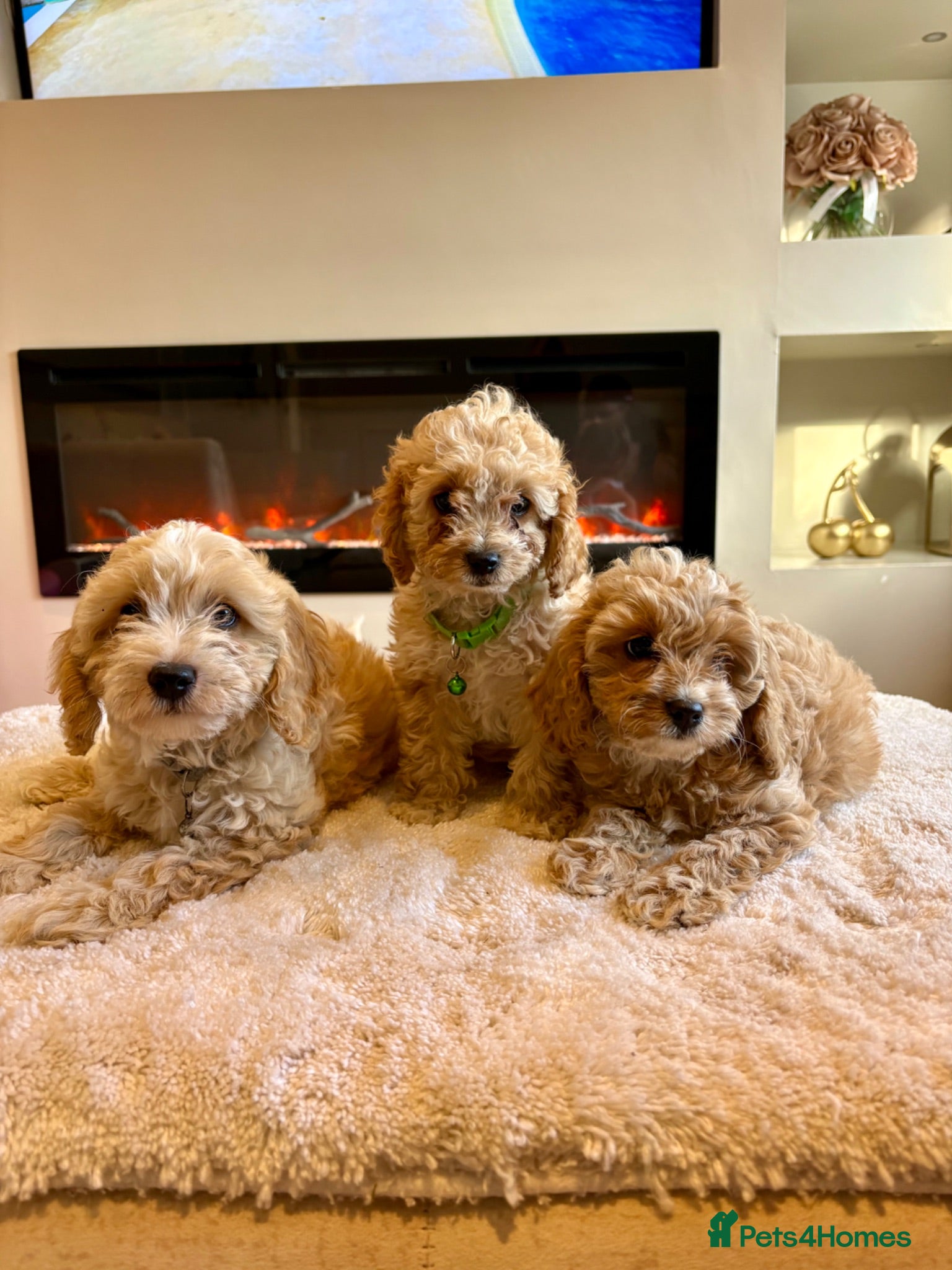 Cavapoo dogs Gorgeous Cavapoo puppies  - Advert 2