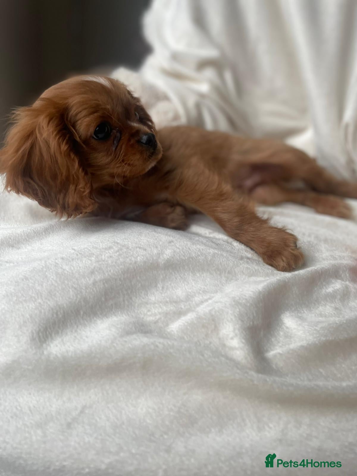 Cavalier King Charles Spaniel dogs King charles cavalier Pups - Advert 3