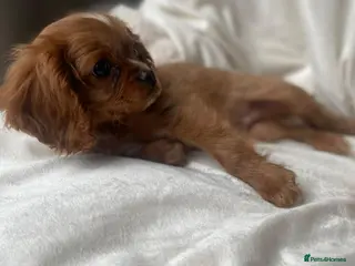 Cavalier King Charles Spaniel dogs King charles cavalier Pups - Advert 3