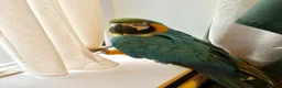 Macaws birds for sale: Exotic, Playful, Talking blue and gold macaw in London - Advert 4