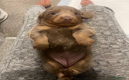 Miniature Dachshund dogs for sale: Long haired Isabella and tan miniature dachshund  - Image 9