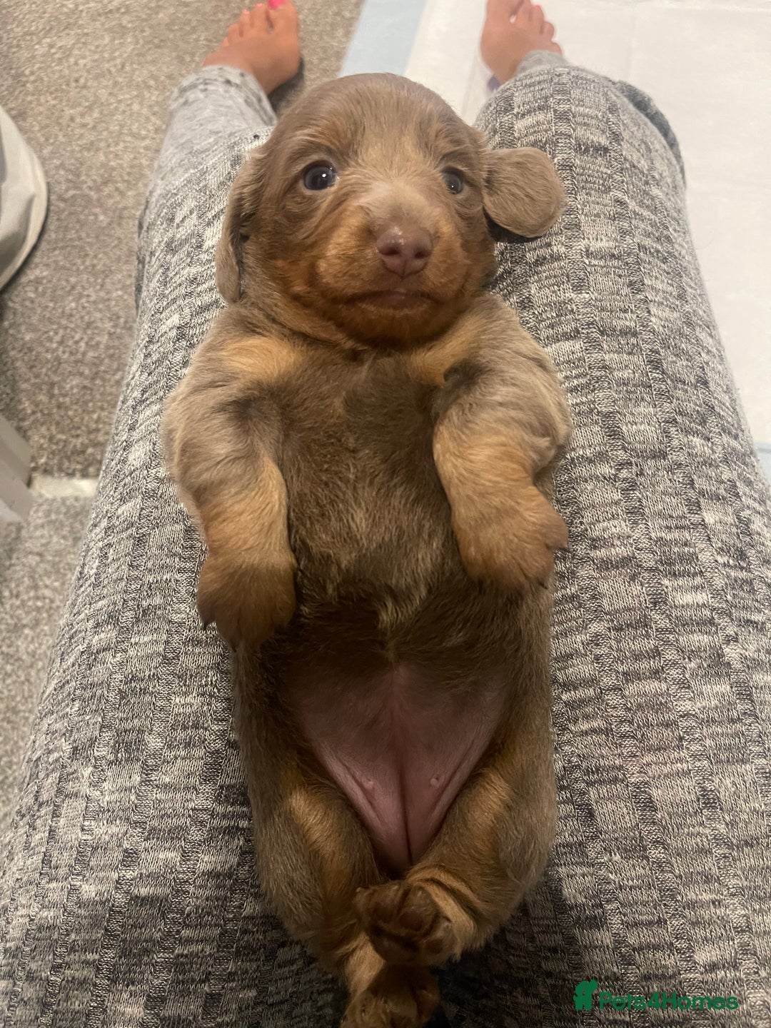 Miniature Dachshund dogs for sale: Long haired Isabella and tan miniature dachshund  - Image 9