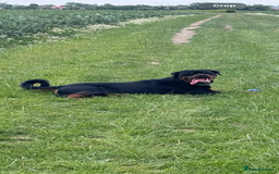 Rottweiler dogs for sale: Jett - Male, 1 year old - Image 3