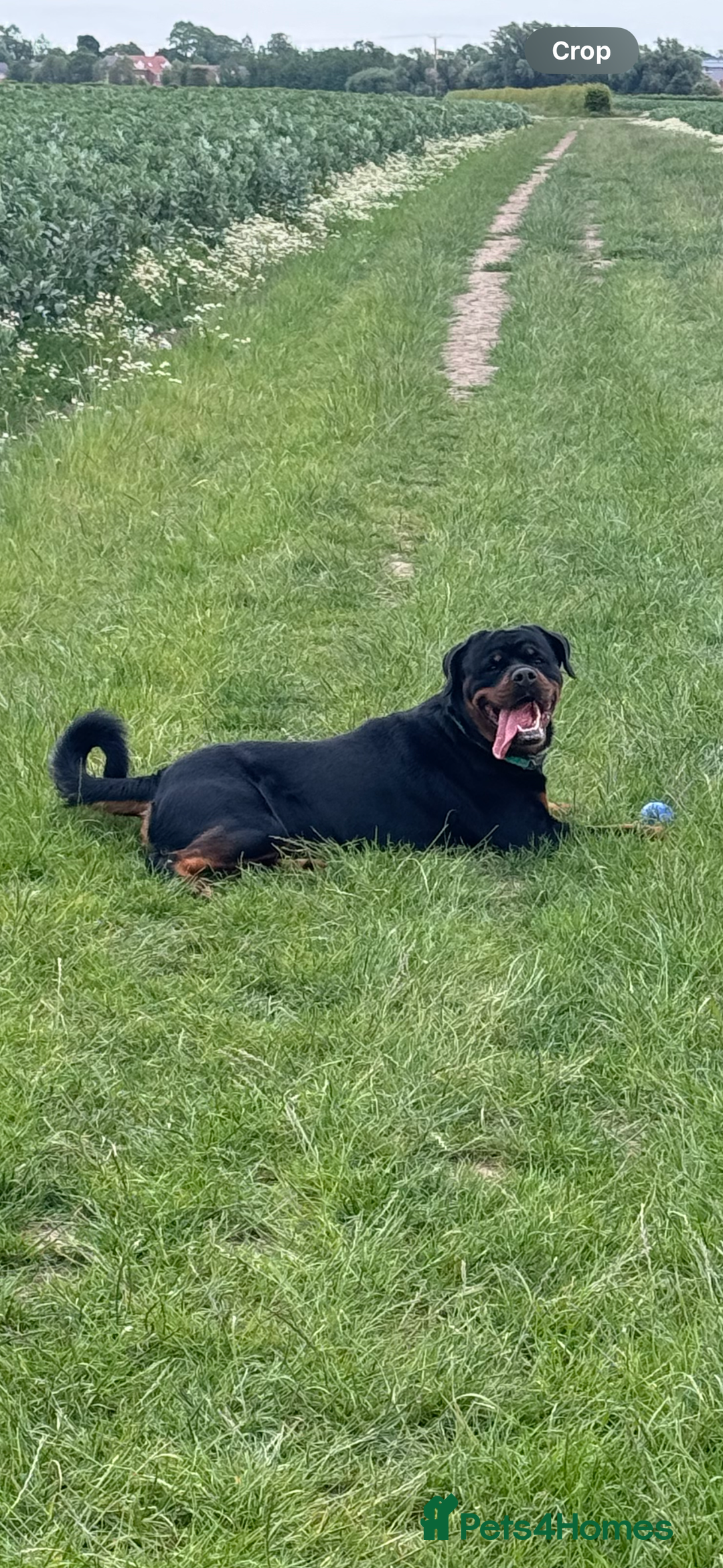 Rottweiler dogs for sale: Jett - Male, 1 year old - Image 3