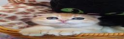 Scottish Fold cats for sale: ⭐️ Top Quality Scottish Fold Kittens ⭐️ - Advert 9