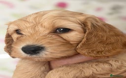 Cockapoo dogs for sale: Adorable Cockapoo Puppies - Image 11