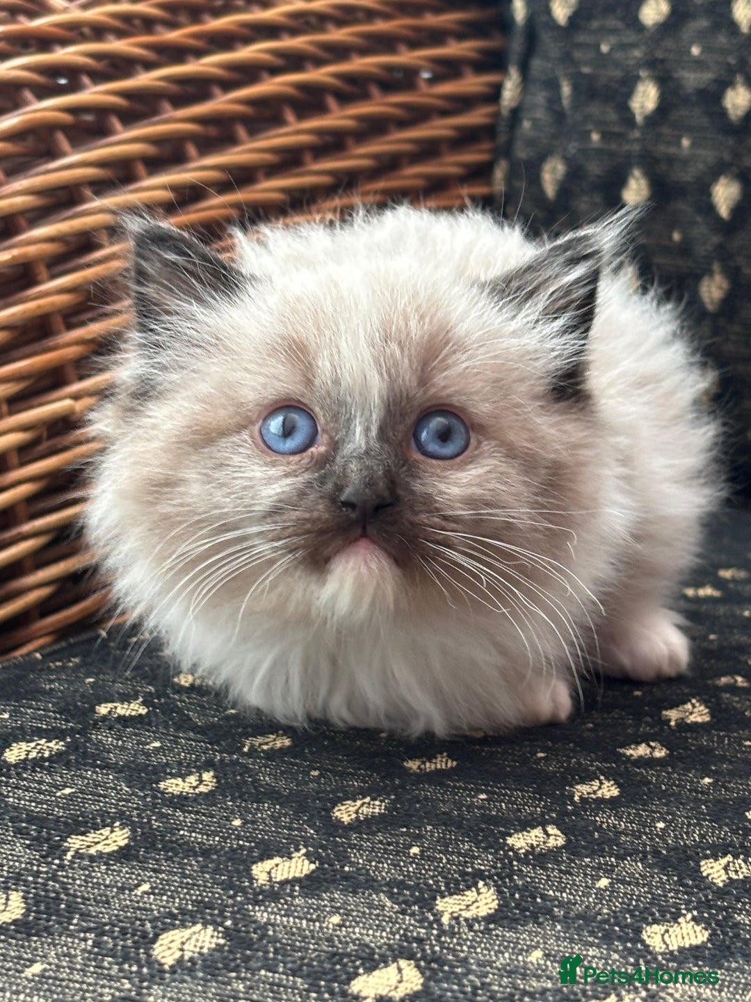 Ragdoll cats for sale: 🌟TICA🌟Champion Ragdoll🏆🏆🏆 - Advert 1