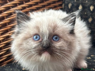 Ragdoll cats 🌟TICA🌟Champion Ragdoll🏆🏆🏆 - Advert 2