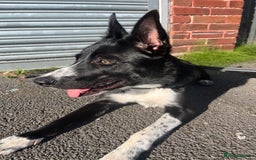 Border Collie dogs for sale: Coco  - Image 3