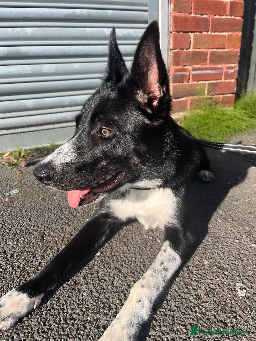 Border Collie dogs for sale: Coco  - Image 3