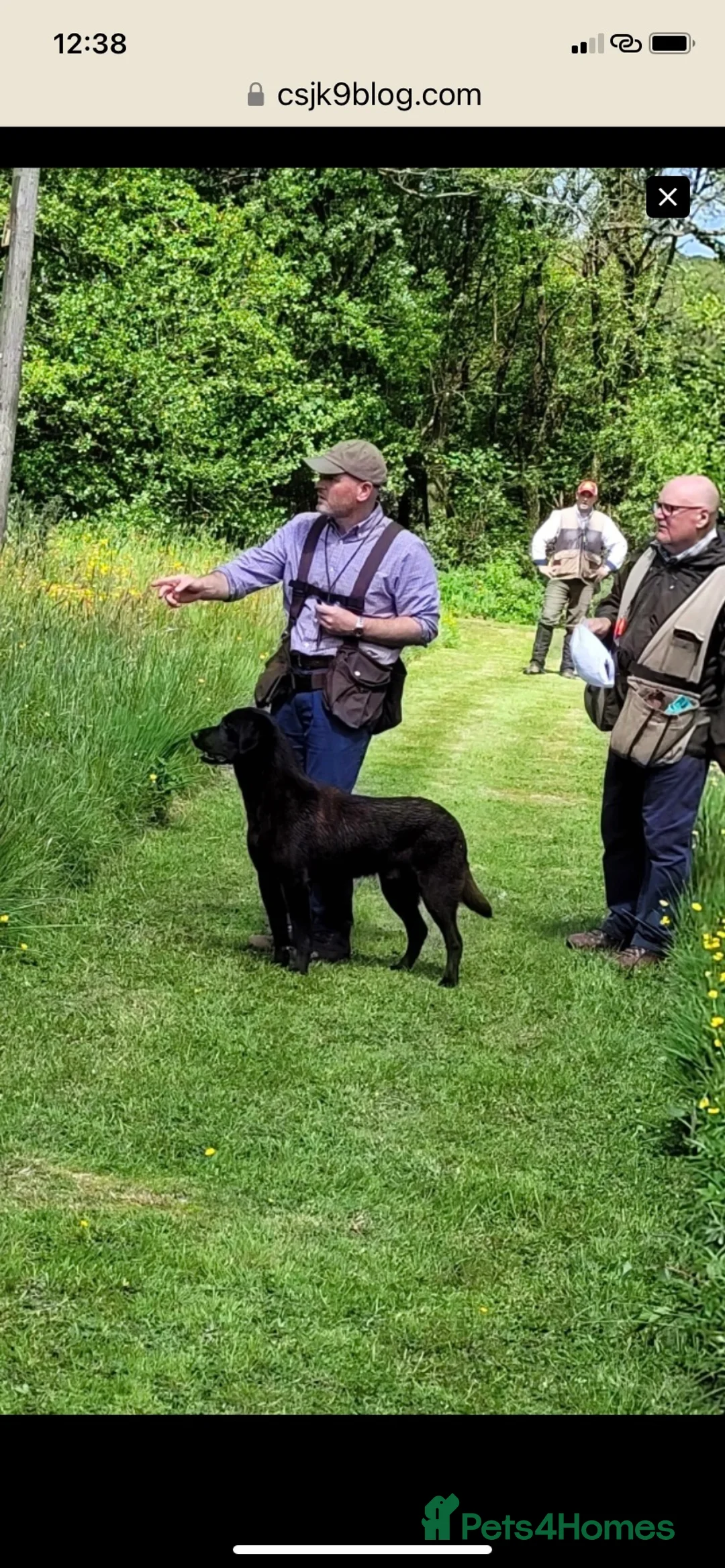 Labrador Retriever dogs for stud: FIELD TRIAL CHAMPION at STUD in Usk - Advert 2