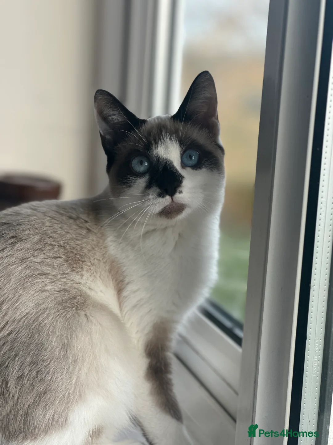 Mixed Breed cats for sale: Kitten for sale  in Stevenage - Advert 2