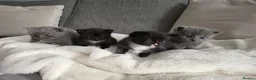 Scottish Fold cats for sale: Gorgeous kittens for loving homes - Advert 8