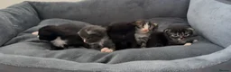 British Longhair cats for sale: 5 adorable kittens  - Advert 15