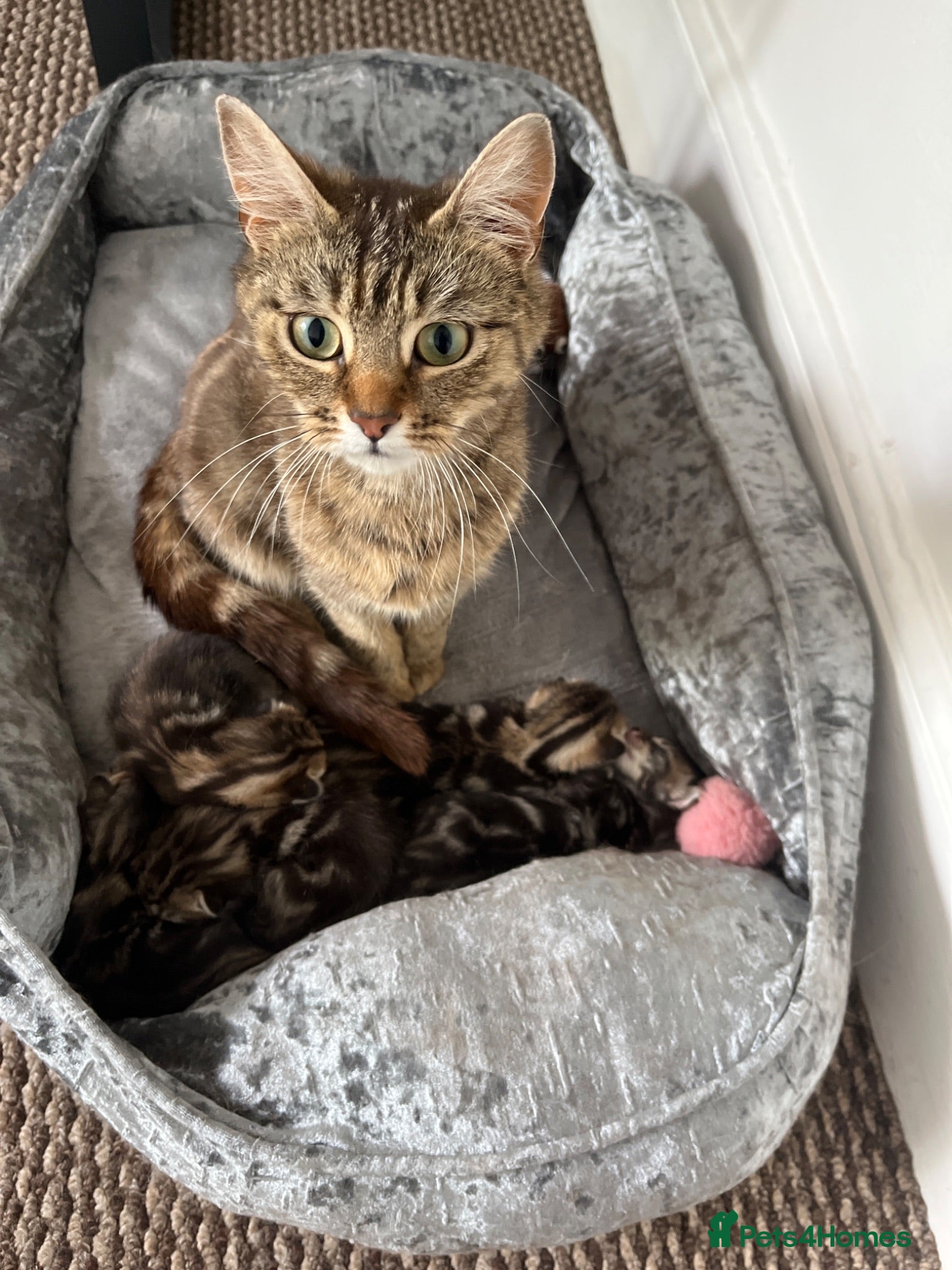Mixed Breed cats Beautiful Ragdoll Mix Kittens 😻 - Advert 2