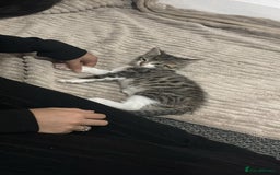Domestic Shorthair cats for sale: Lovely Male Kitten tabby - Image 2