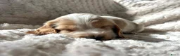 Cocker Spaniel dogs for sale: 6 KC Registered Show Type Cocker Spaniels - Advert 7