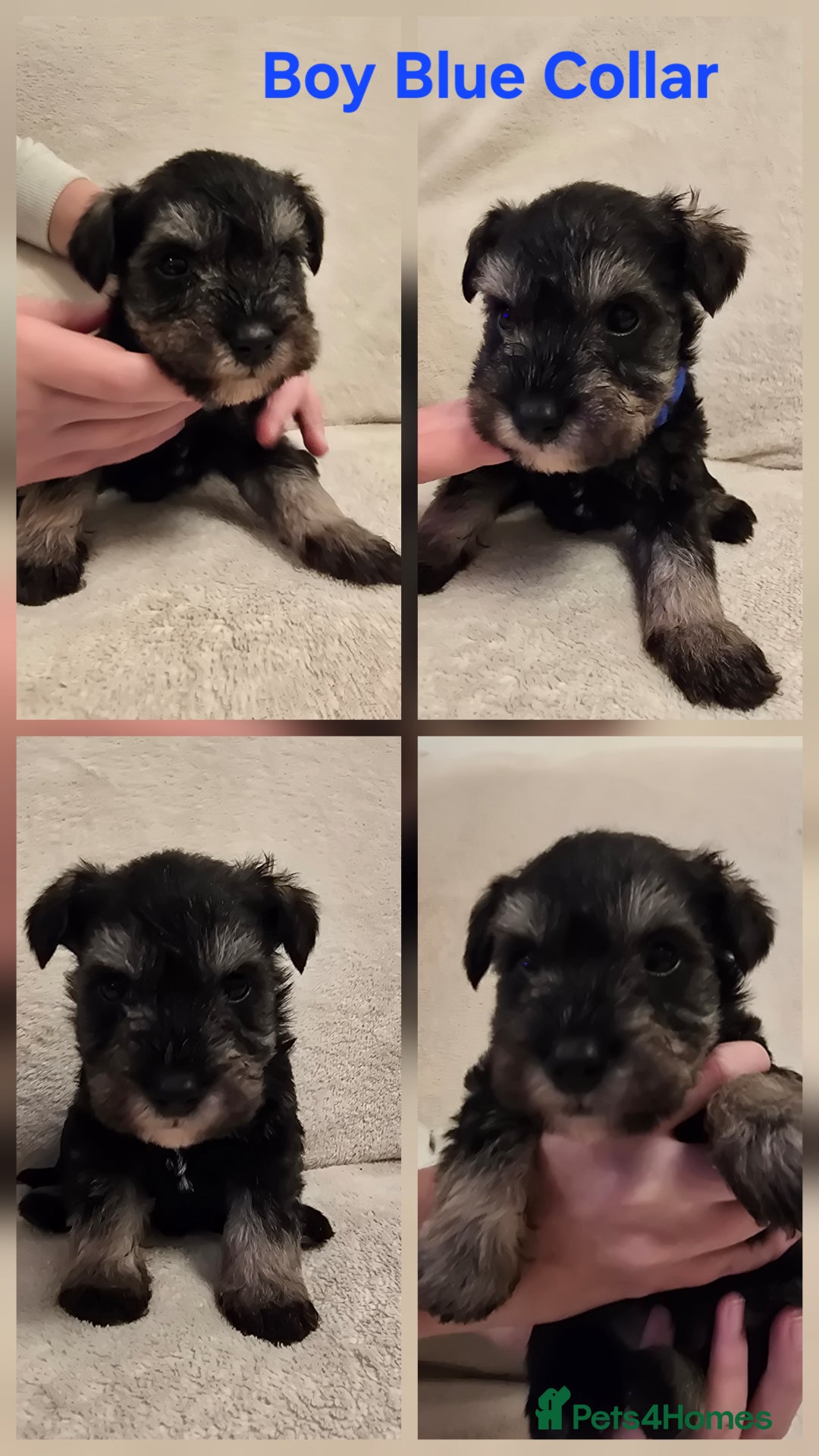 Miniature Schnauzer dogs for sale: KC Miniature Schnauzer Puppies ready in January - Advert 4
