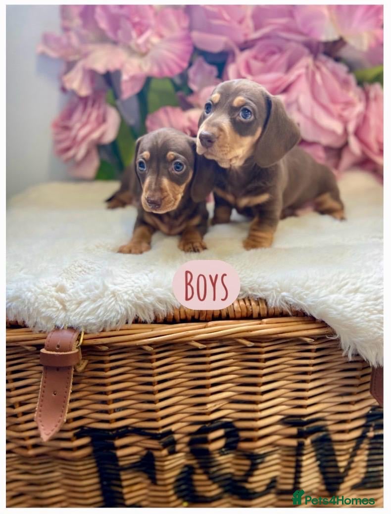 Miniature Dachshund dogs KC Miniature Dachshund  2 boys - Advert 6