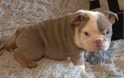 English Bulldog dogs for sale: Kc reg British bulldogs  - Image 31