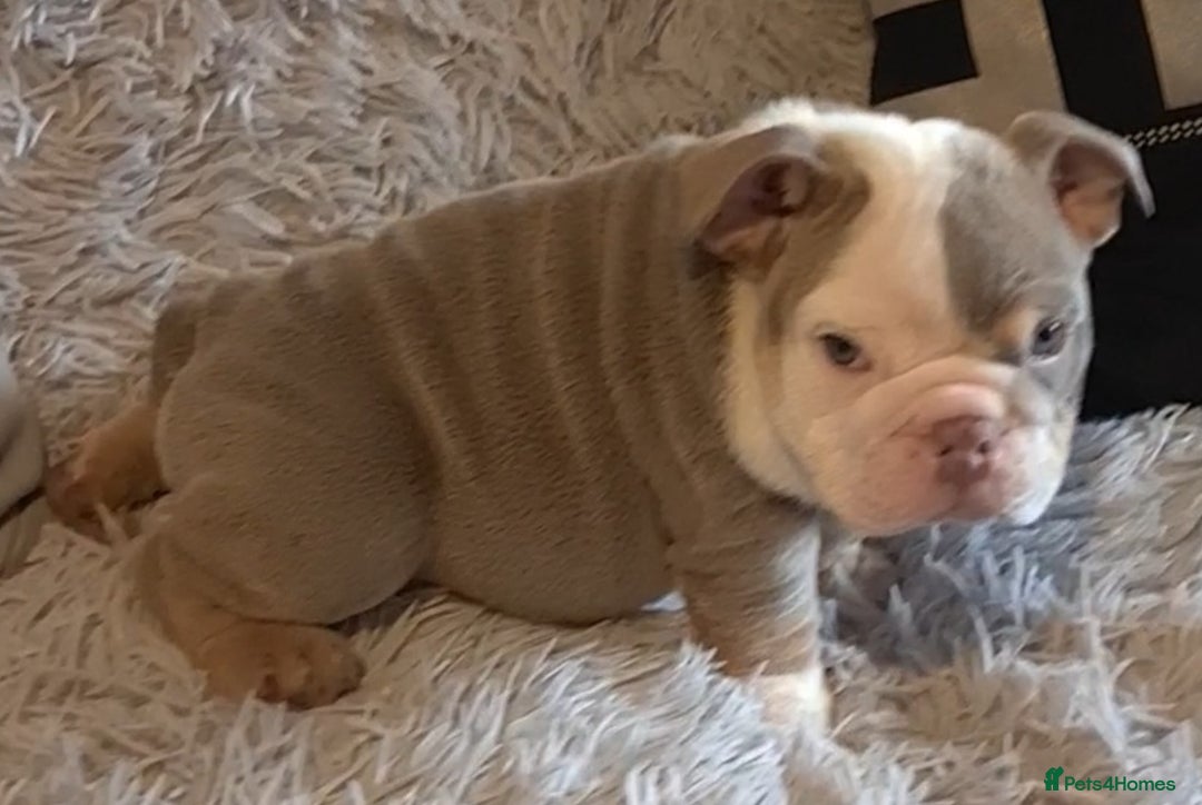 English Bulldog dogs for sale: Kc reg British bulldogs  - Image 31
