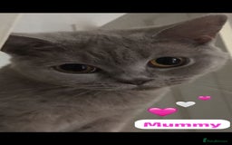 British Shorthair cats for sale: 7 stunning British shorthair cross kittens🩷🩵 - Image 2