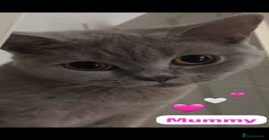 British Shorthair cats - Advert 10