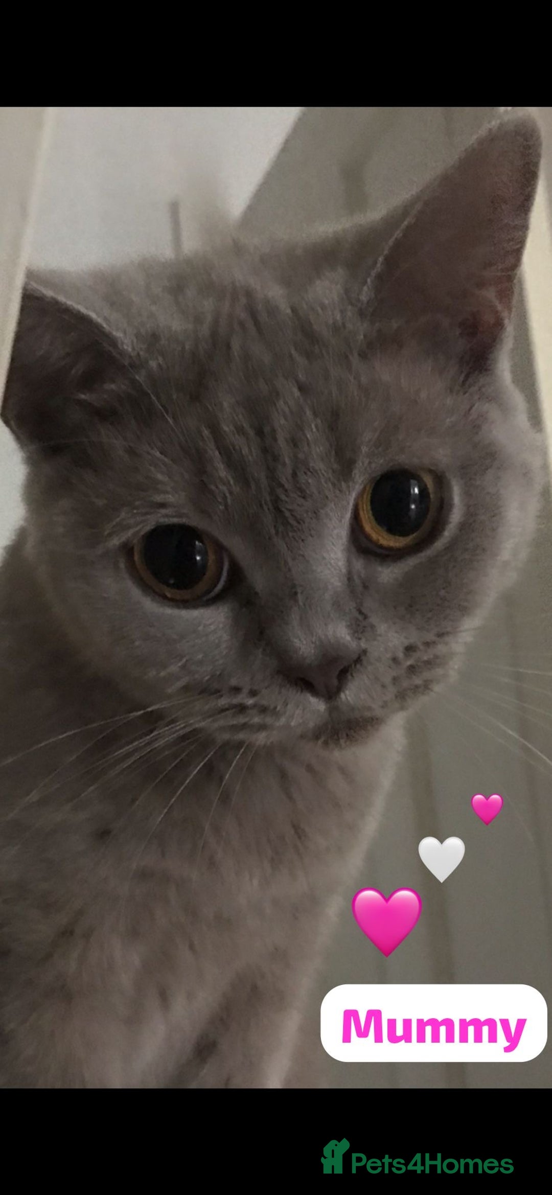 British Shorthair cats for sale: 7 stunning British shorthair cross kittens🩷🩵 - Image 2