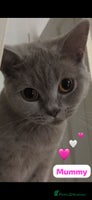 British Shorthair cats - Advert 5