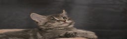 Maine Coon cats for sale: Mainecoon kittens TICA REGISTERED stunning - Advert 14