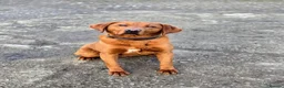 Labrador Retriever dogs for sale: Stunning Fox Red Labrador Litter - Health Tested - Advert 3