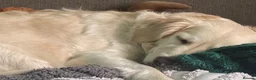 Golden Retriever dogs for sale: Stunning golden retrievers - Advert 2