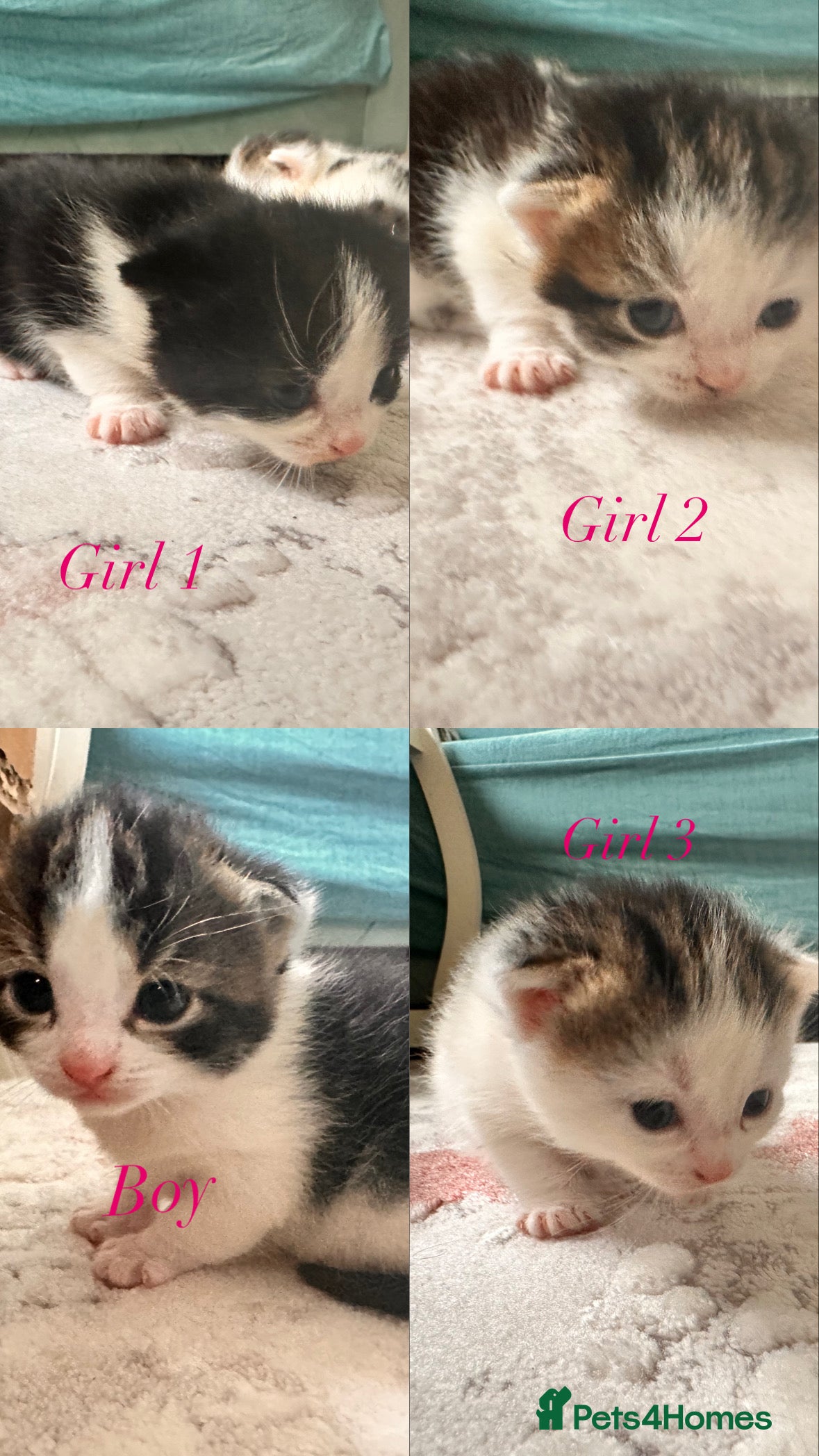 Maine Coon cats 4 kittens available  - Advert 20