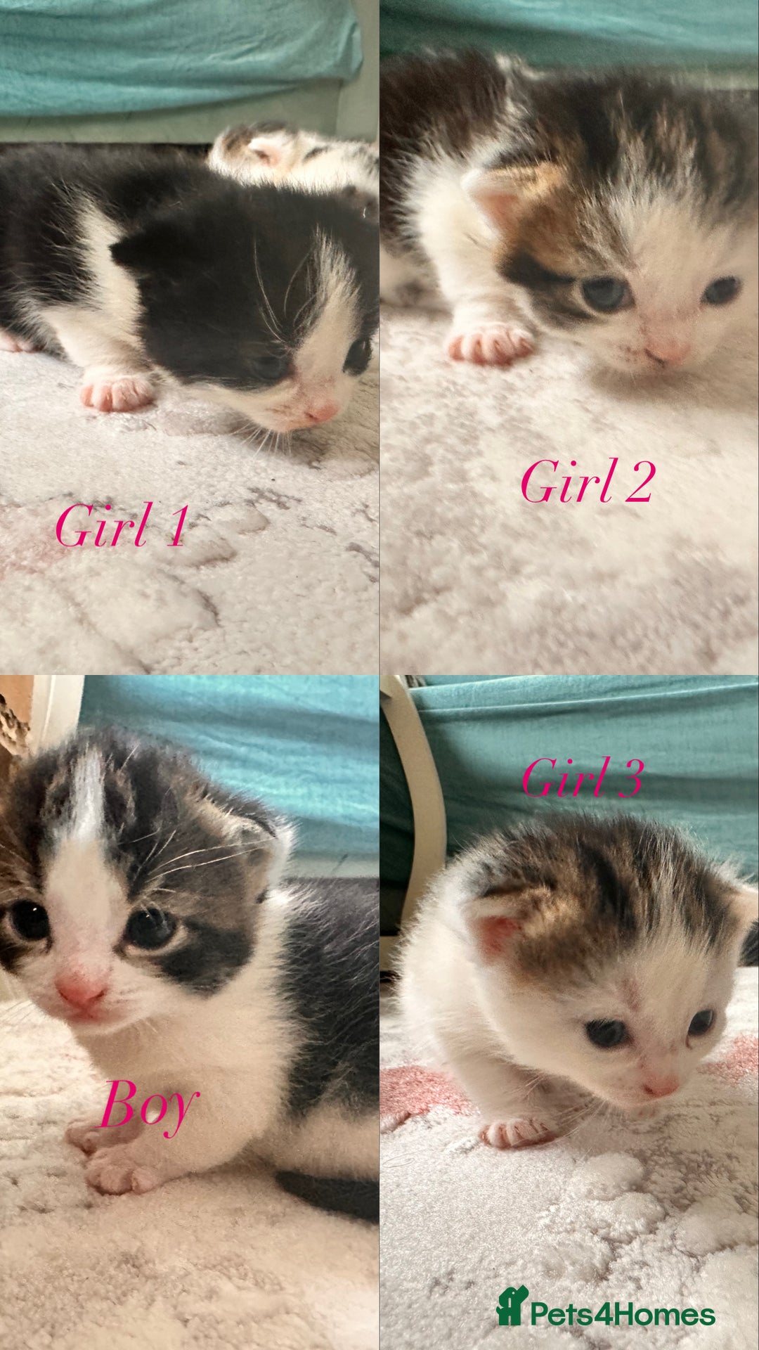 Maine Coon cats for sale: 4 kittens available  - Advert 1