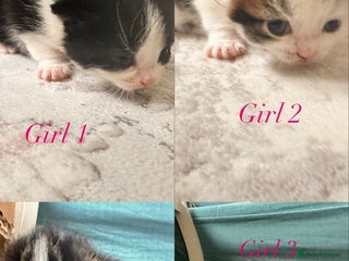 Maine Coon cats - Advert 17