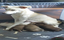 Mixed Breed dogs for sale: Beautiful mixed breed pups for sale - Image 1