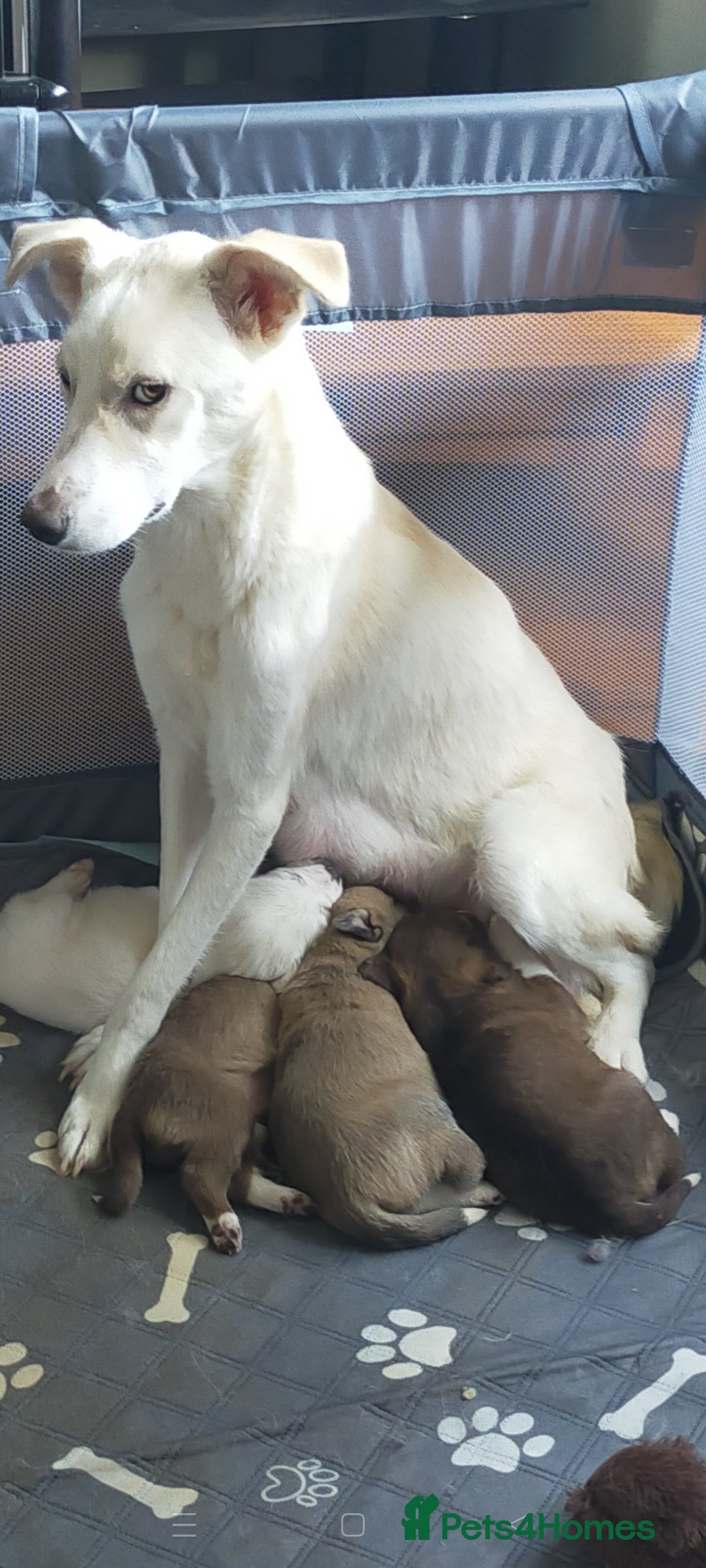 Mixed Breed dogs for sale: Beautiful mixed breed pups for sale - Image 1