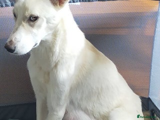 Mixed Breed dogs - Advert 3