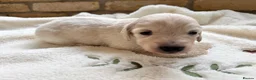 Miniature Dachshund dogs for sale: Beautiful Long haired miniature Dachshund Puppies  - Advert 10