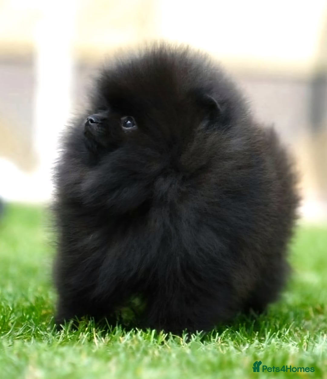 Pomeranian dogs for sale: Outstanding 💖re-available!All info below ⬇️ 35+🏆 - Image 7