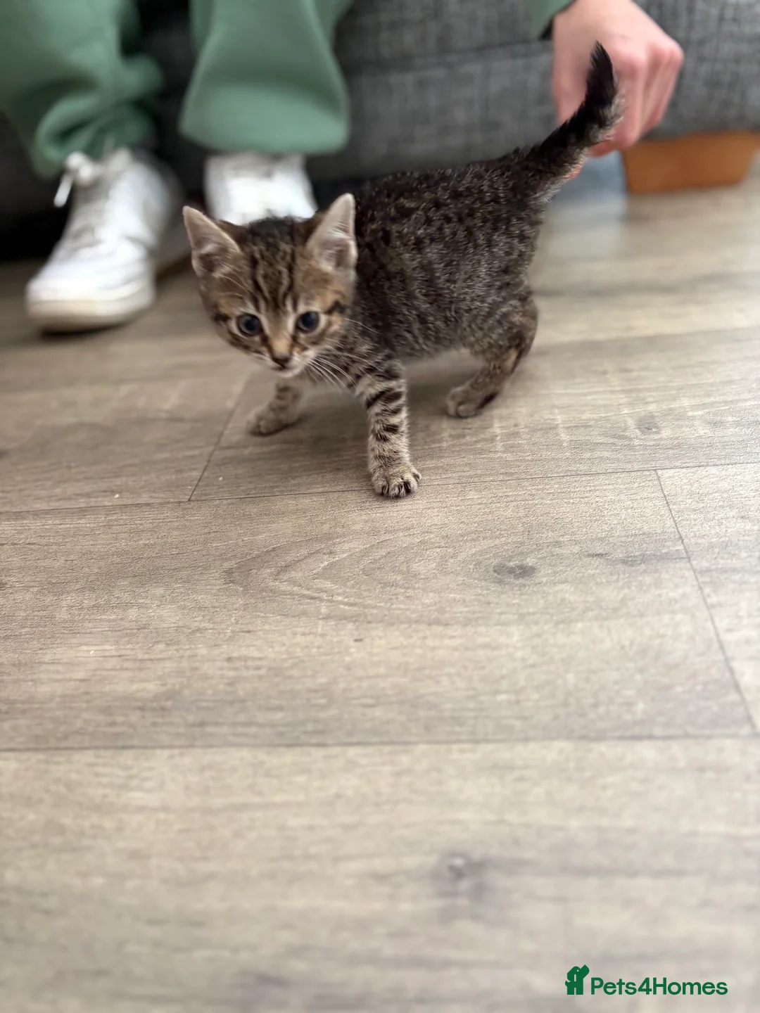 Mixed Breed cats for sale: 2 female kittens 9 weeks old  - Advert 5