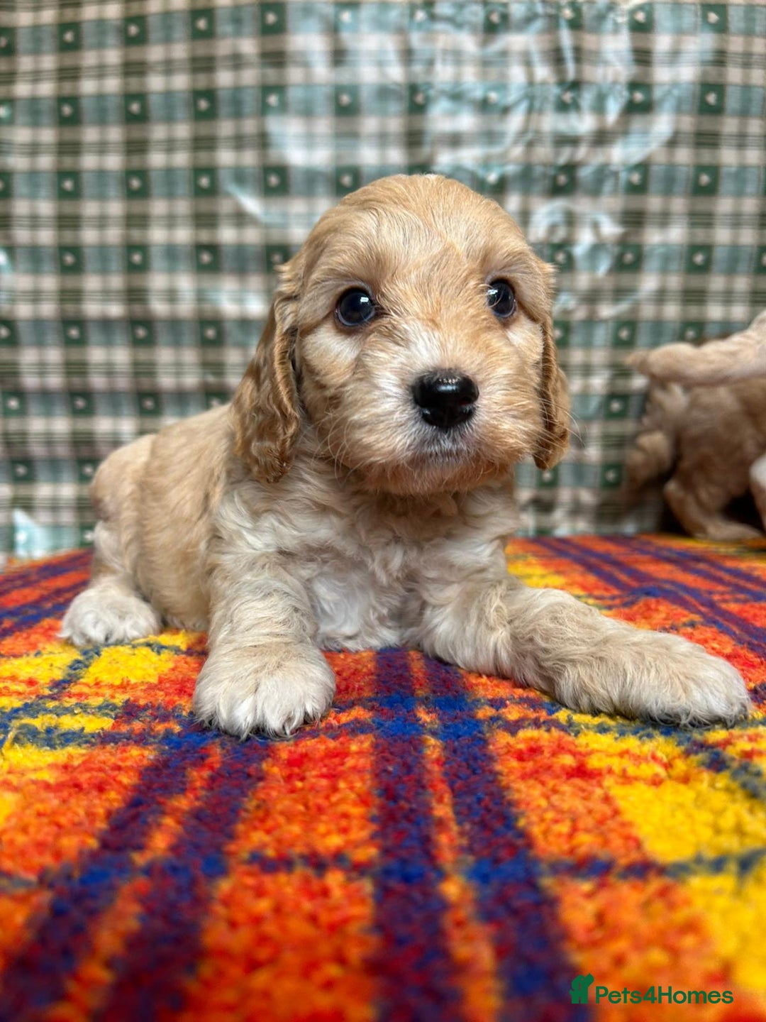 Cockapoo dogs for sale: Cockapoo puppies beautiful colours  - Image 9